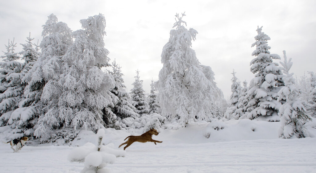Dogs run in a snow covered landscape near village of Korenov some 100 kilometers (about 60 miles) north of Prague, Czech Republic Saturday, Dec. 19, 2009. (AP Photo/Petr David Josek)